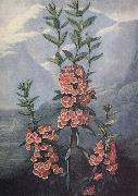 unknow artist slaktet kalmia ar uintergrona buskar med vackra blommor och dekorativt finns sju arter i stra nordamerika France oil painting reproduction